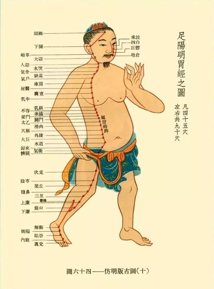 1673946454145476.jpg 足阳明胃经.jpg